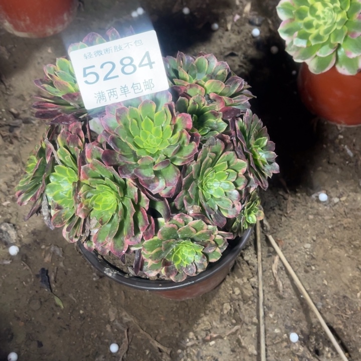 5284朝霞的的的多