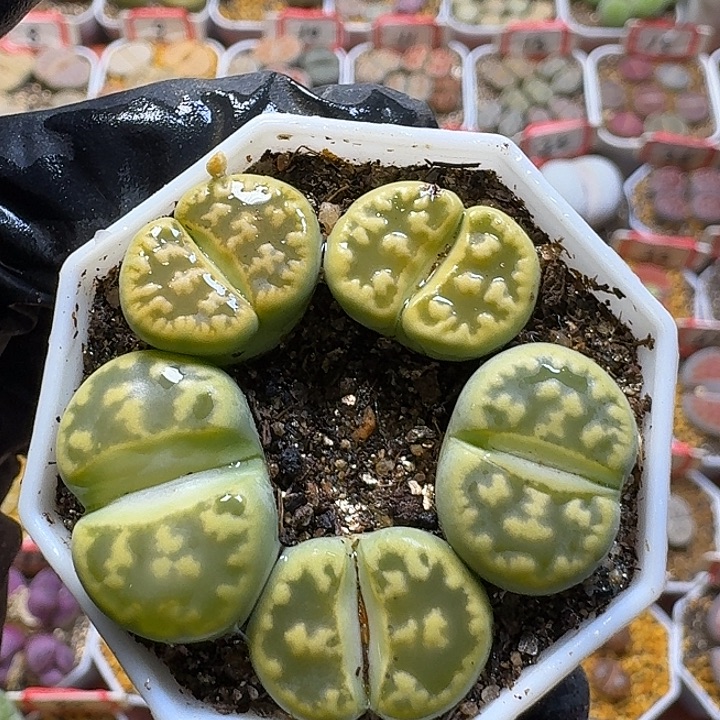 生石花233:：：：。  67号