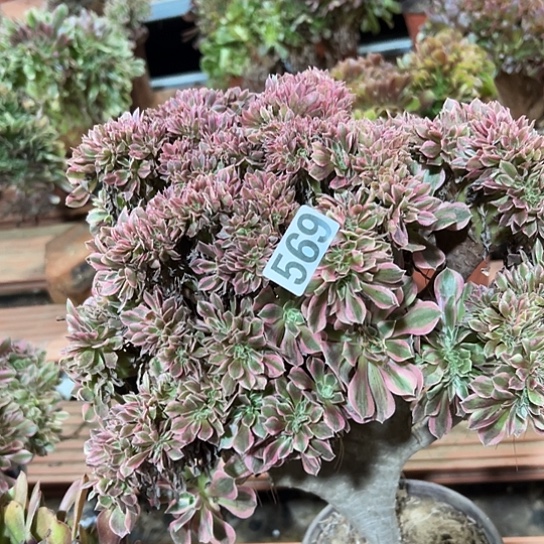 小***浅多肉植物一个微瑕569