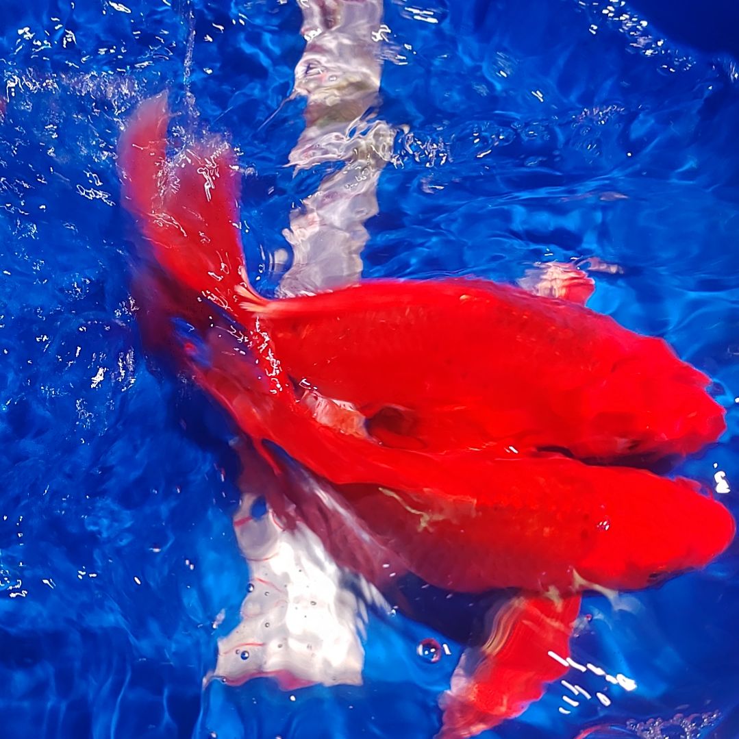 蝴蝶鲤一对一挑选