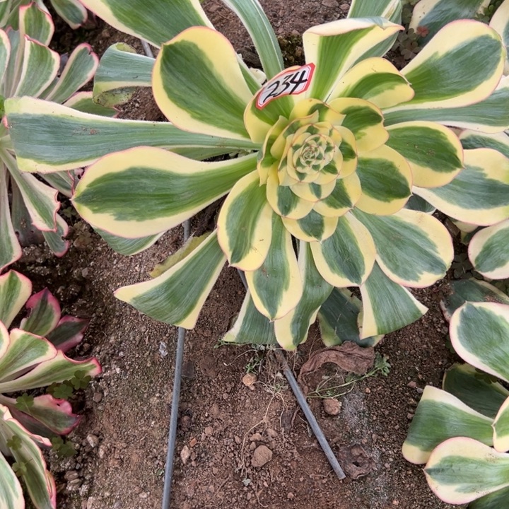 曾***往多肉植物234不售后