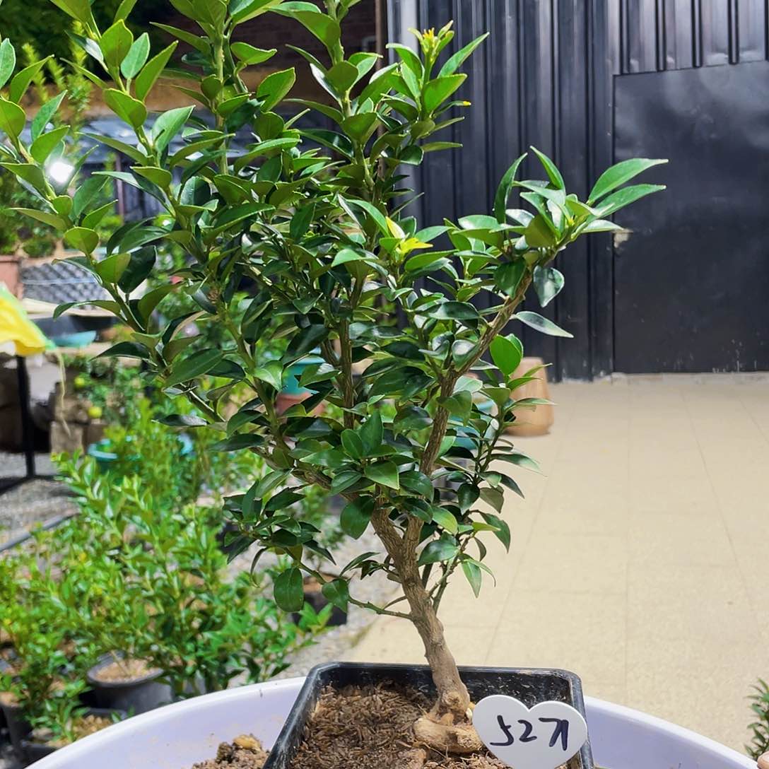 完全开放天****声八房柑八房柑