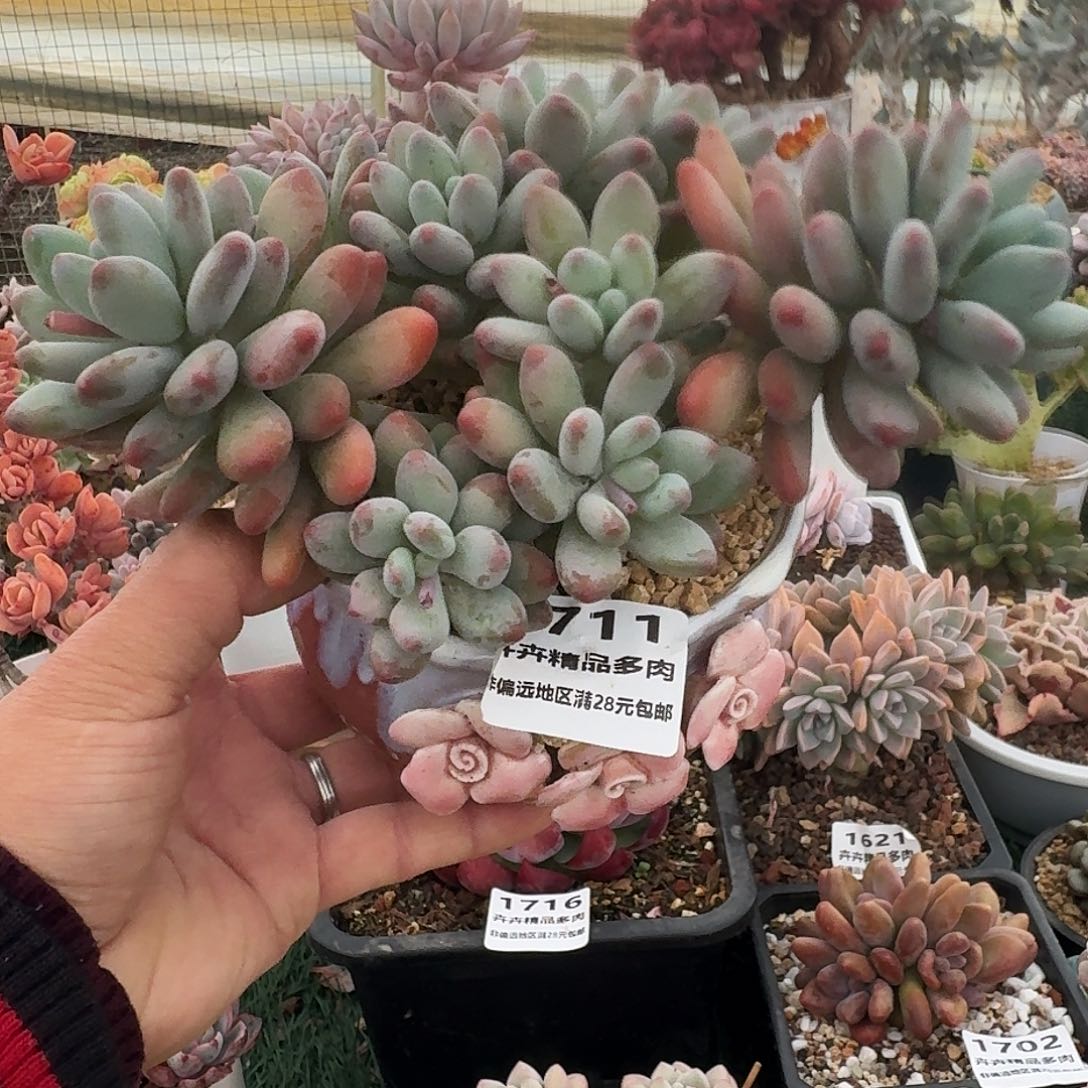 ①7 千卉精品多肉 作偏远地区满28元包邮