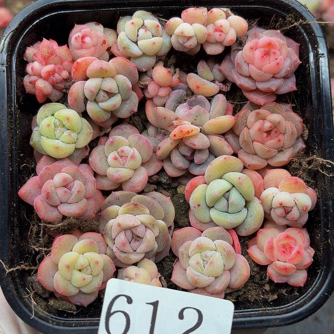 多肉植物多肉植物612