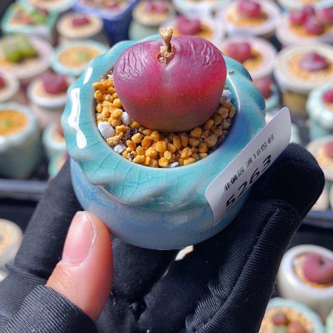 5263--一物一拍 带盆