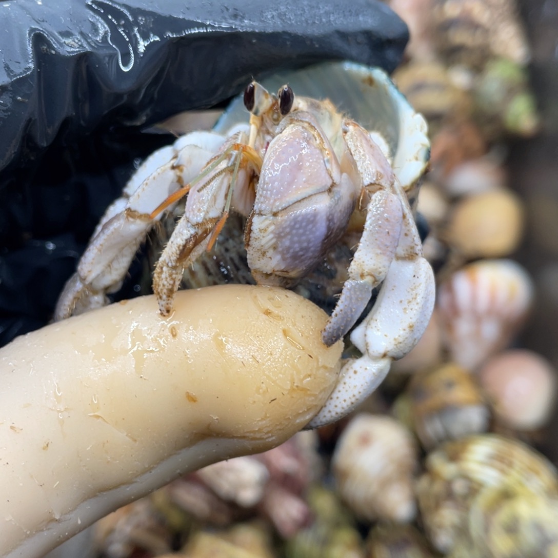 不退不换活体宠物15