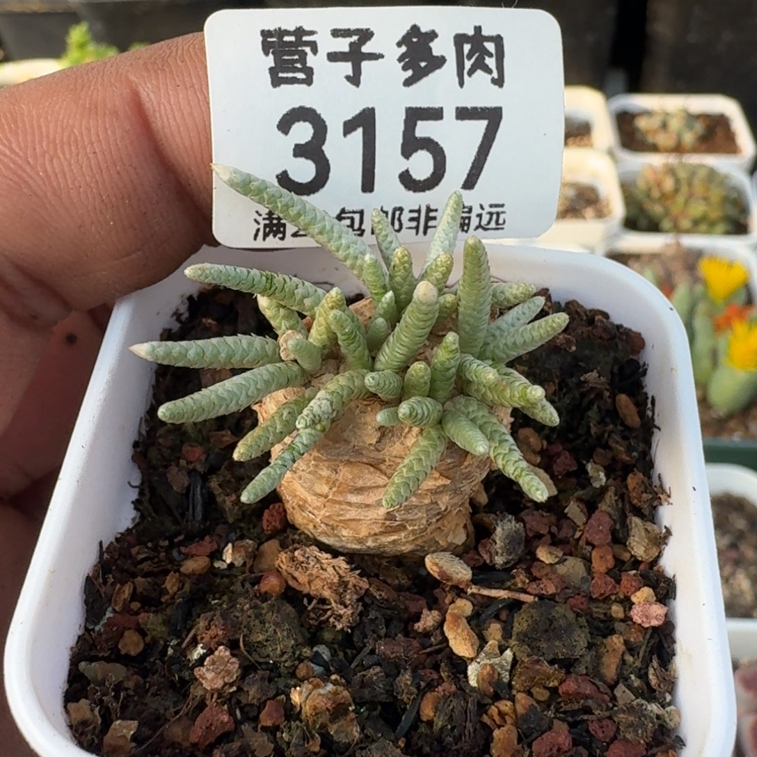 红花韧锦带盆土。                 