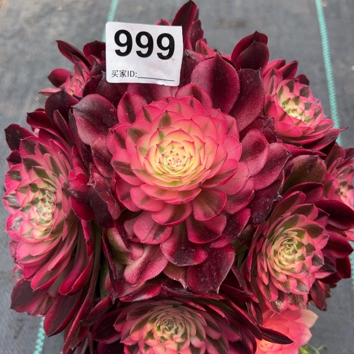 999荔枝20厘米左右