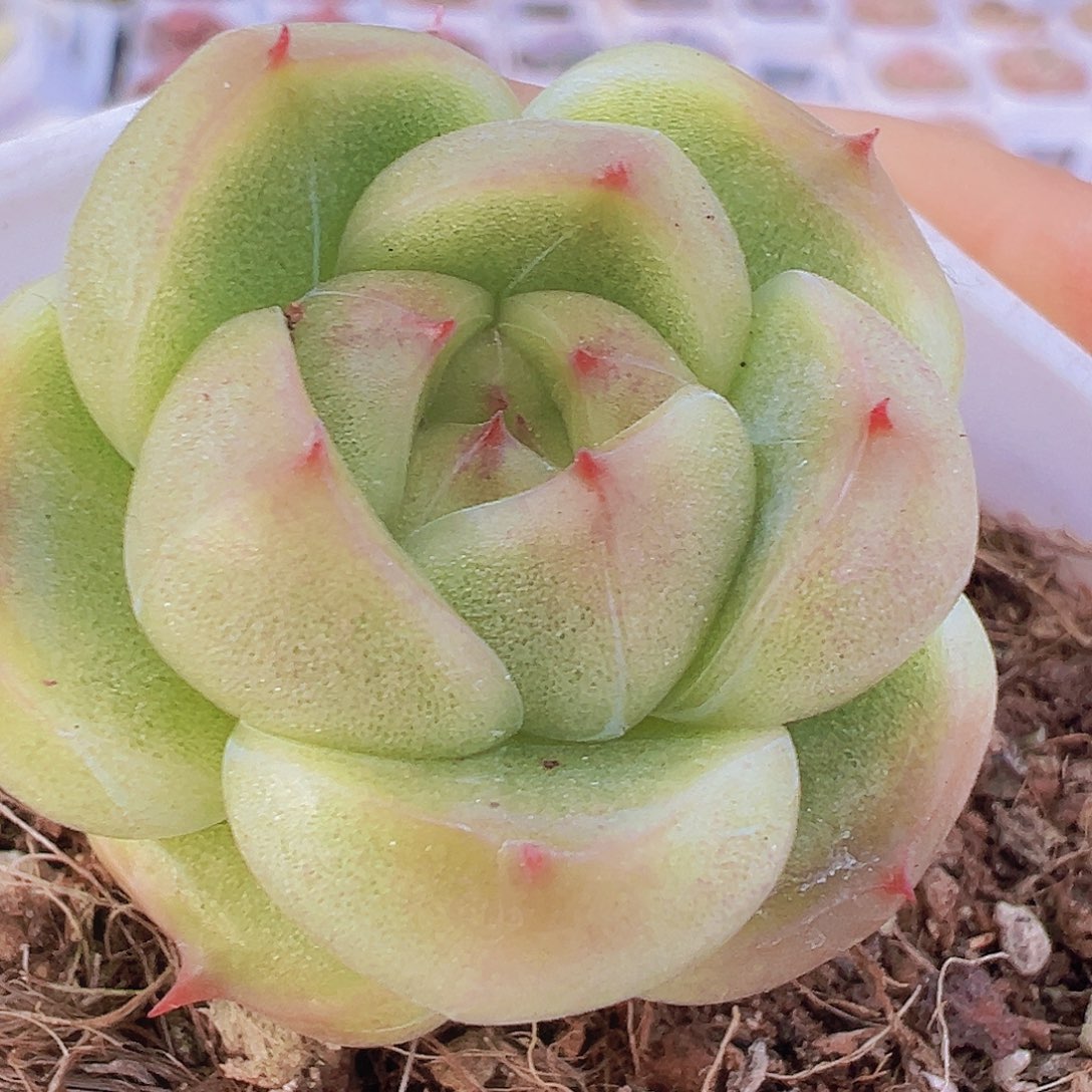 灯泡珍妮19包邮多肉