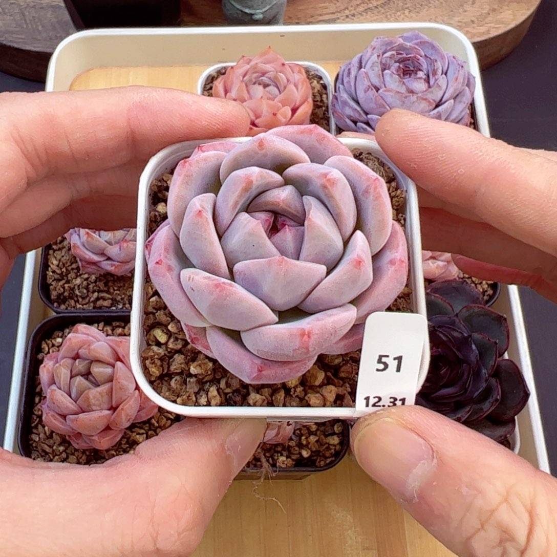 好好看51、哈哈哈哈