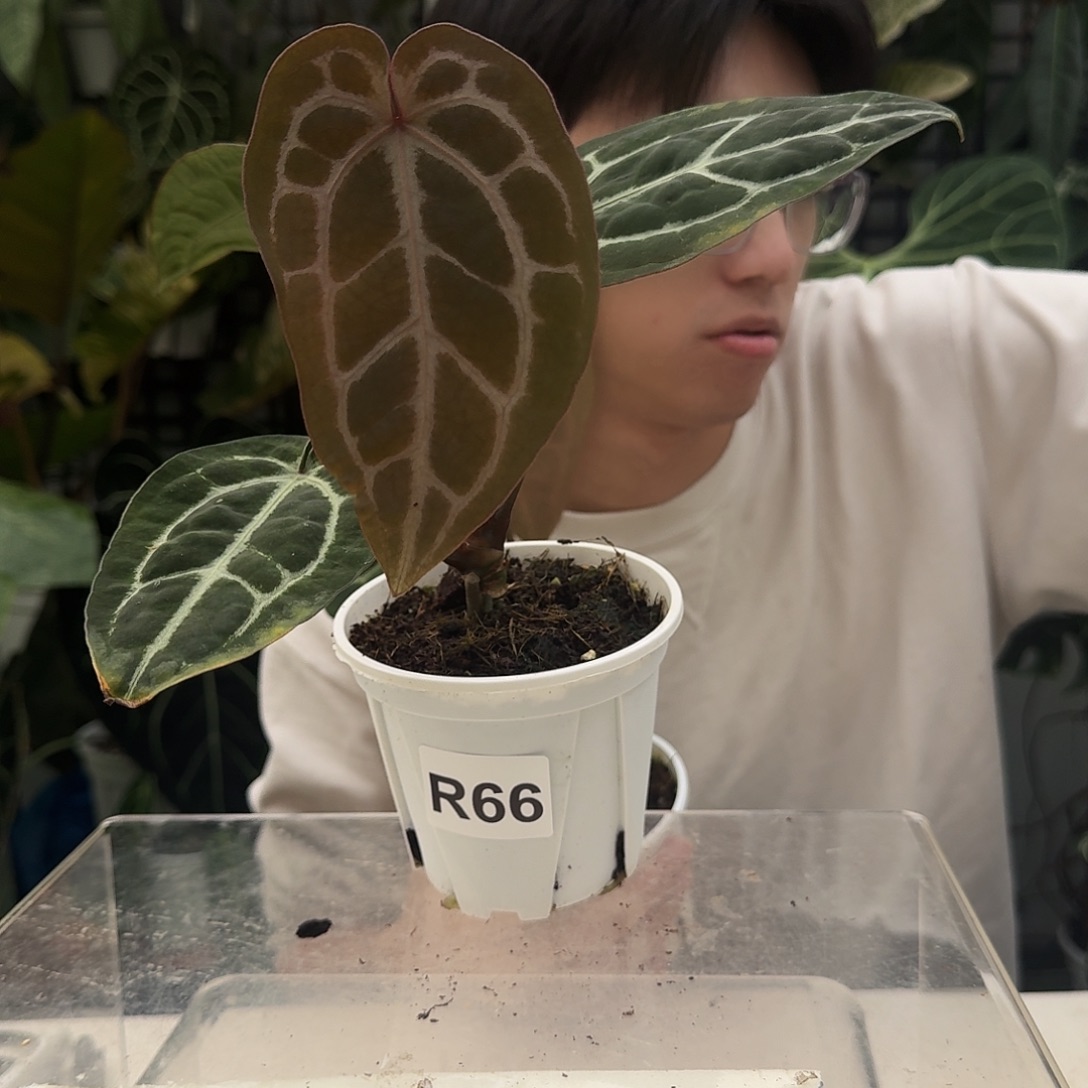 南***娘完全开放R66红水晶杂南美水晶