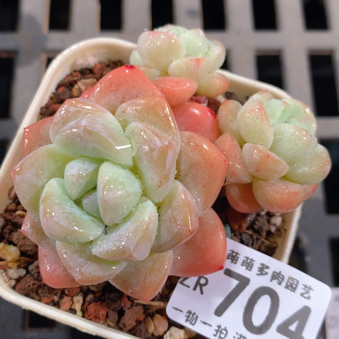 5CM拇指盆精控多肉ZR704