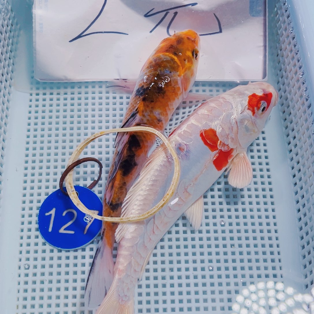 锦鲤127 锦鲤观赏鱼冷水