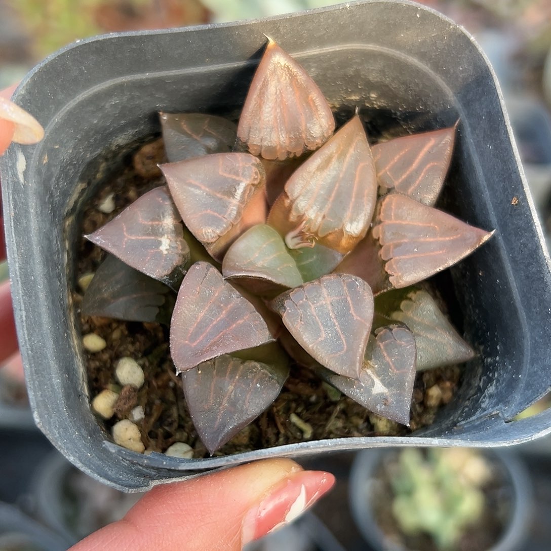 多肉植物多肉植物