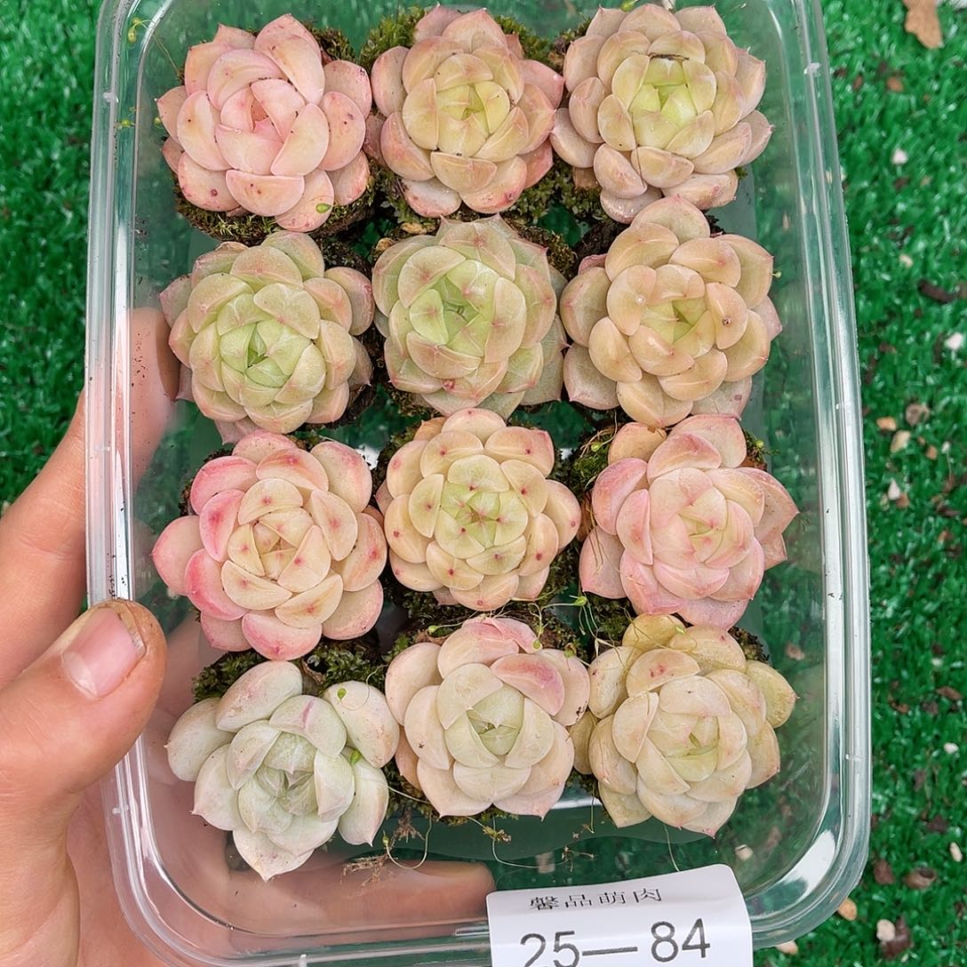 多肉一物一拍25-84