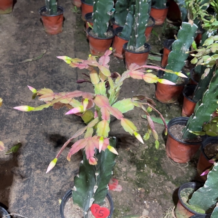 平***）当前无花栽培后可以开花035  95