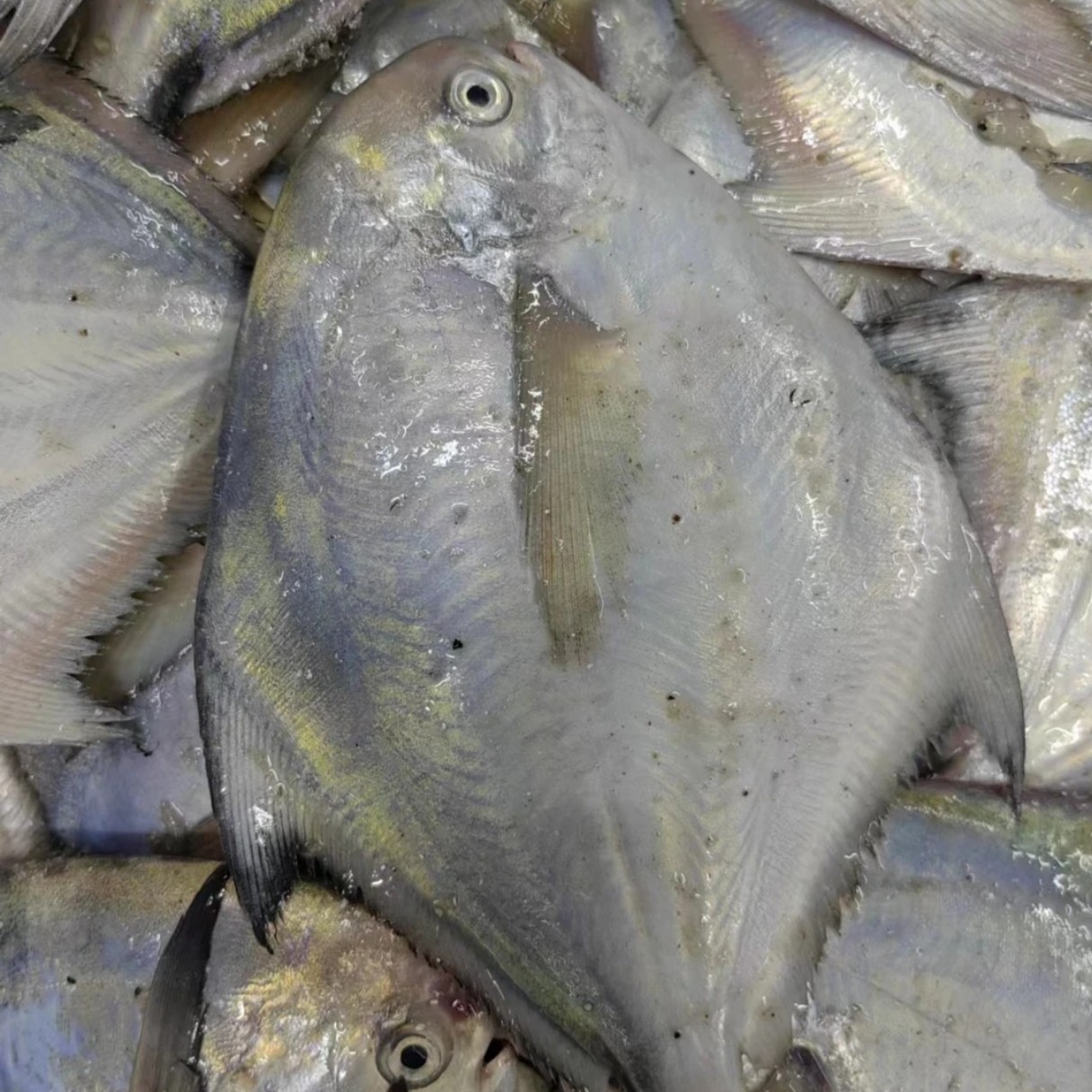 大连渤海湾野生鲳鱼（缺冰）