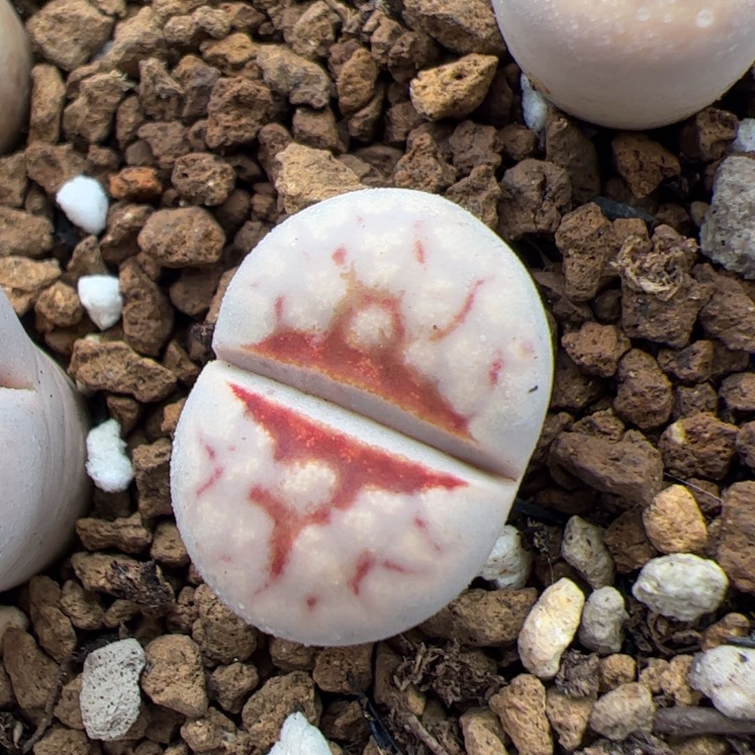 0679号热唇 多肉植物