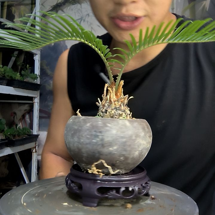 用**曦中青园艺一物一拍166