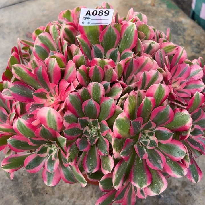 089布加迪32厘米左右