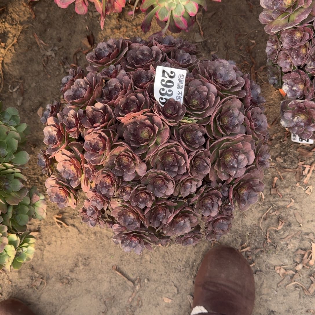 法师法师黑魔17-34 2935