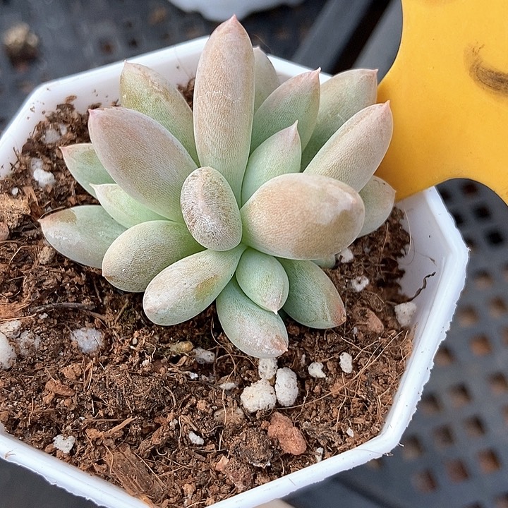 多肉植物哥特537