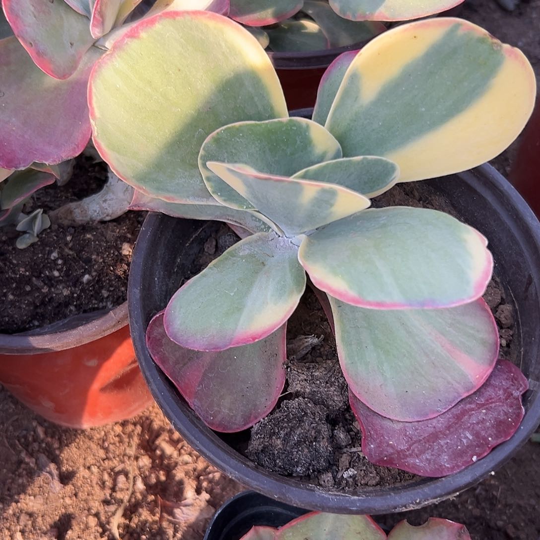 多肉植物多肉植物