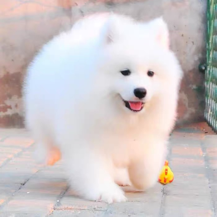 萨摩犬幼犬宠物狗活体