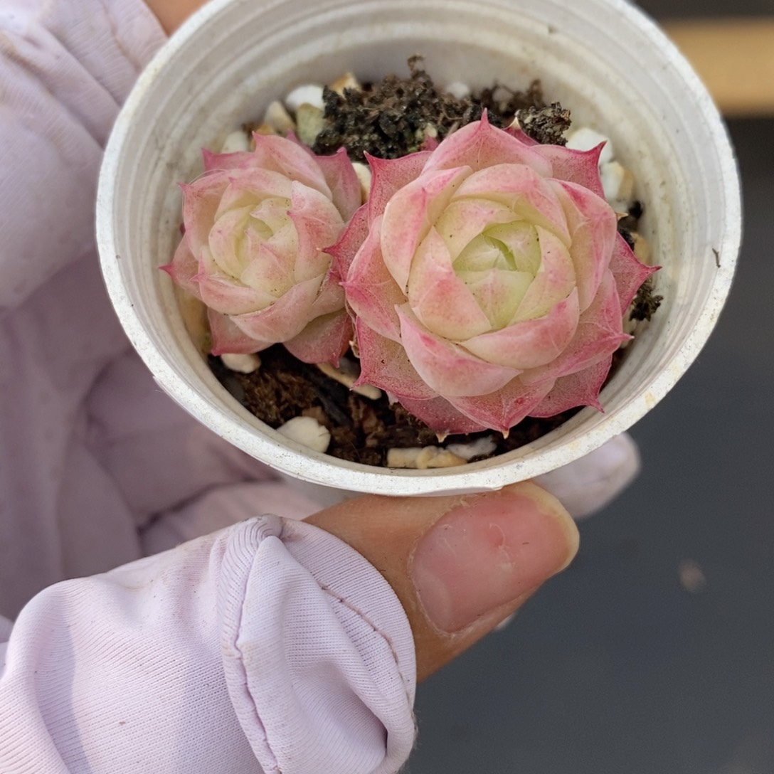 春泥家多肉9.9包邮C12潘多拉