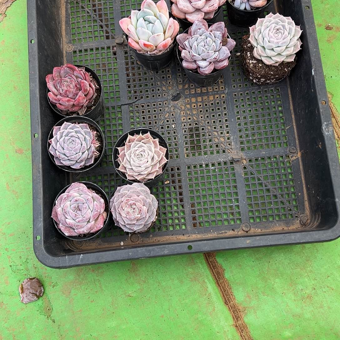 爱***o无花朵多肉一物一拍植物