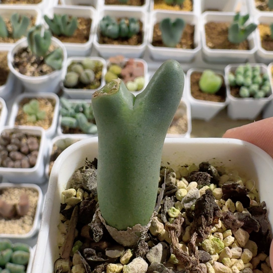 脱土发货.............