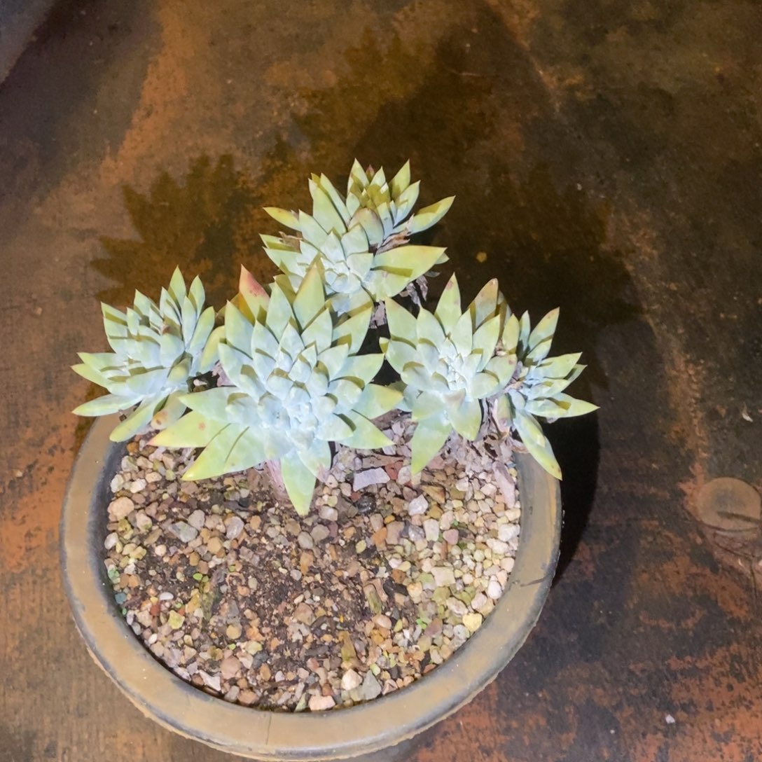 白雪多肉植物啦啦啦