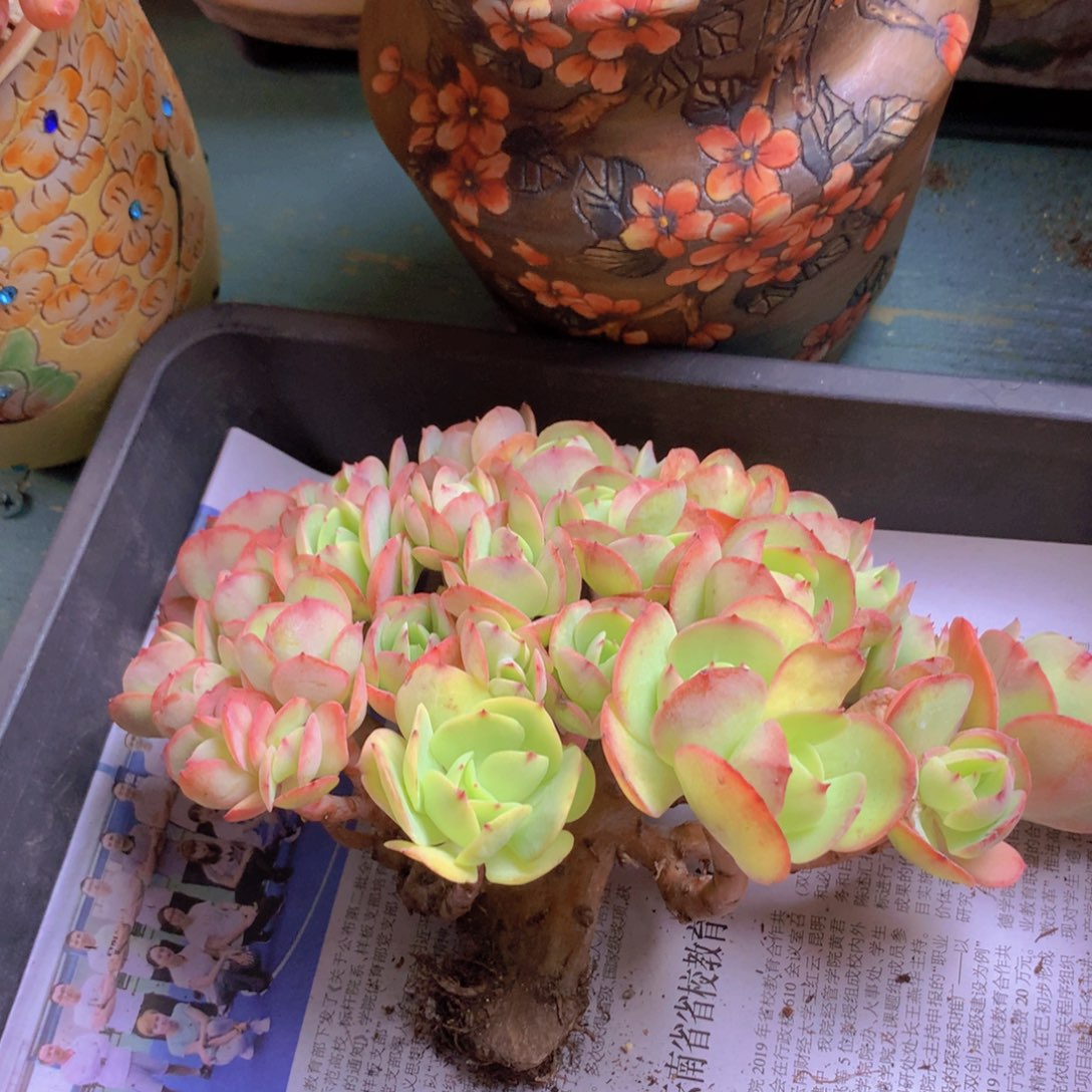 碧桃朵朵无砍小树