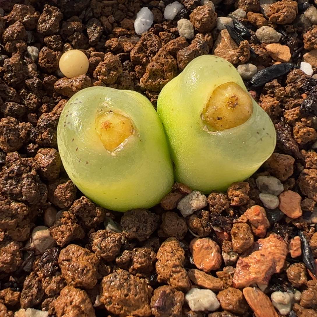 863多肉植物百科