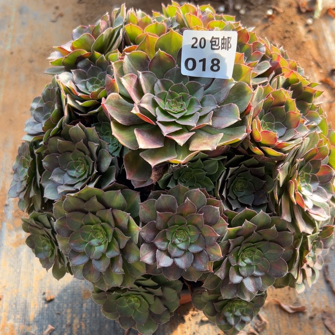 018红茶，，满20包邮嘟叮熊