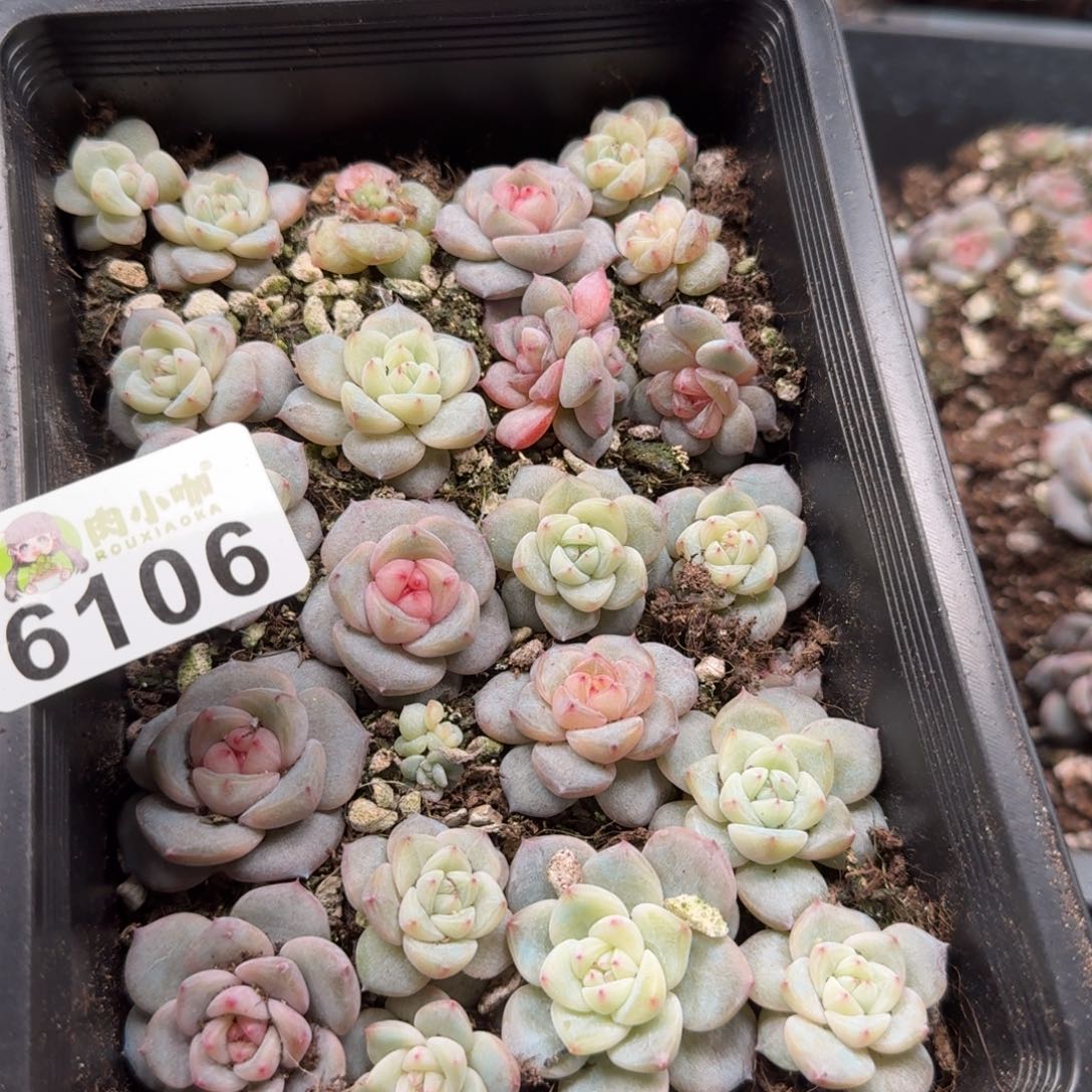 大***妮多肉植物多肉植物