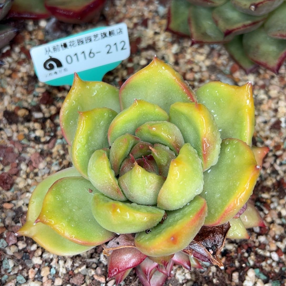从前慢多肉精选编号0116.212