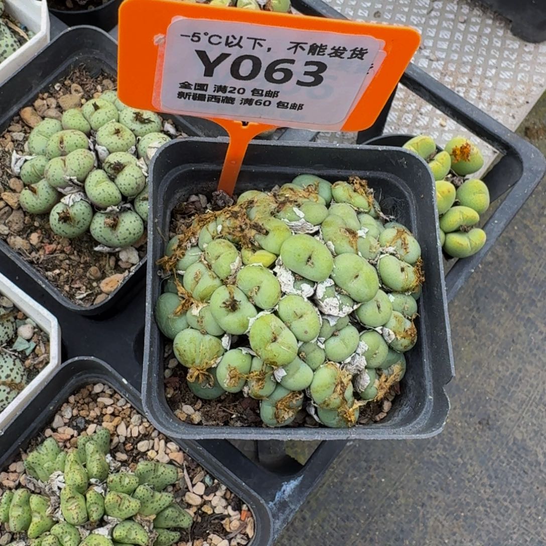 063生石花大群生一物一拍