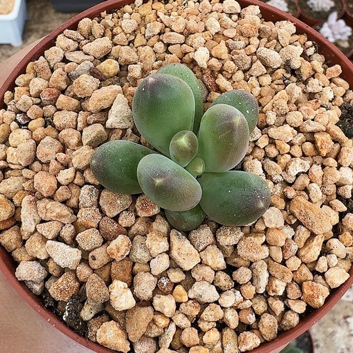 芭比亚 单头 一物一拍