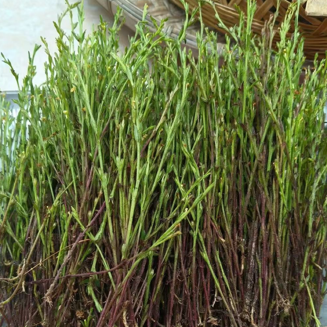 野生独脚金疳积草干货自然晾晒