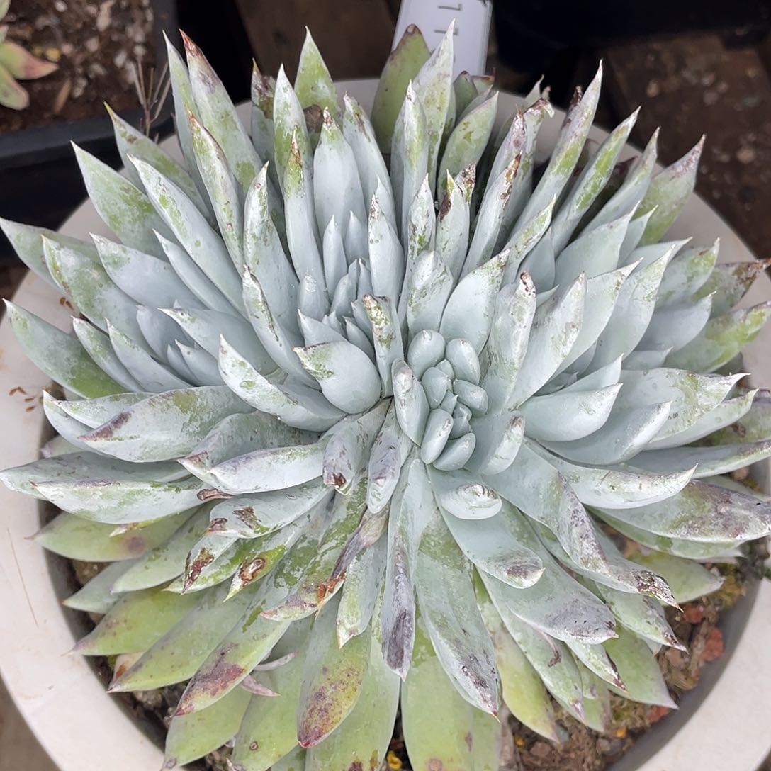 红帕多头缀化11605