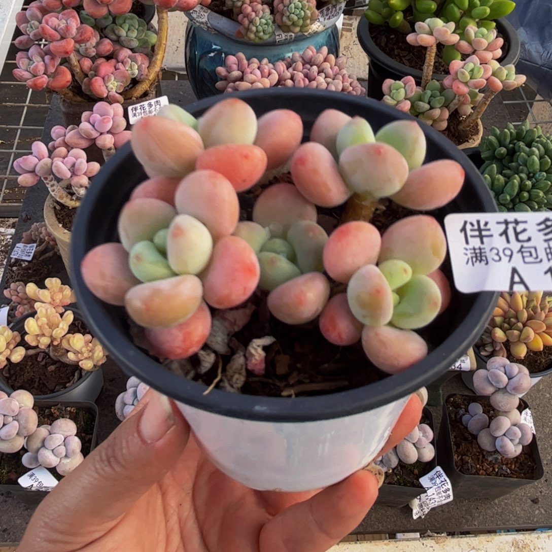 1497橘子香水6cm多肉