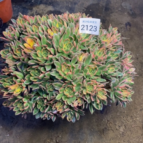 甜茶多肉植物2123