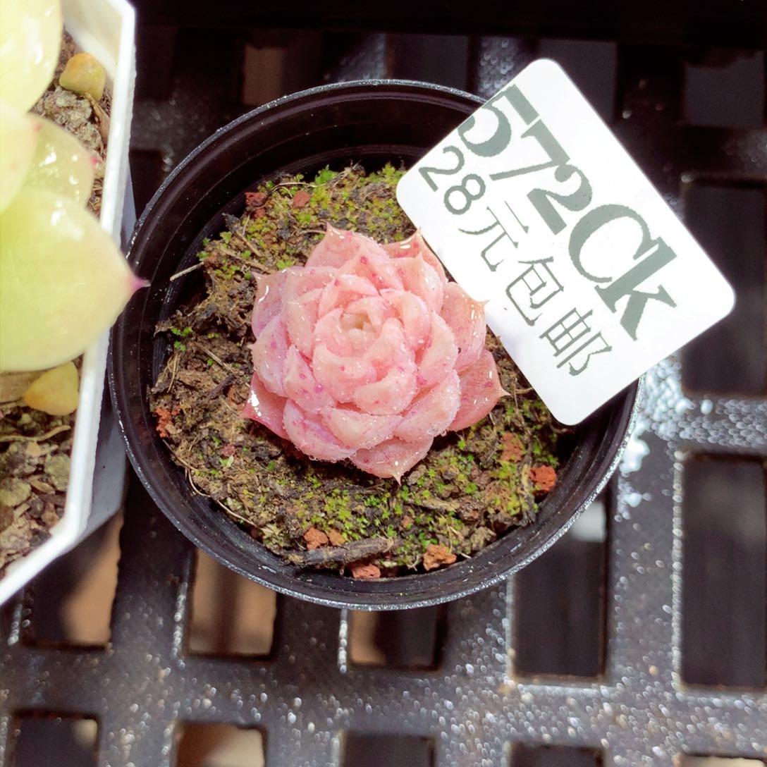 5厘米盆精控多肉572