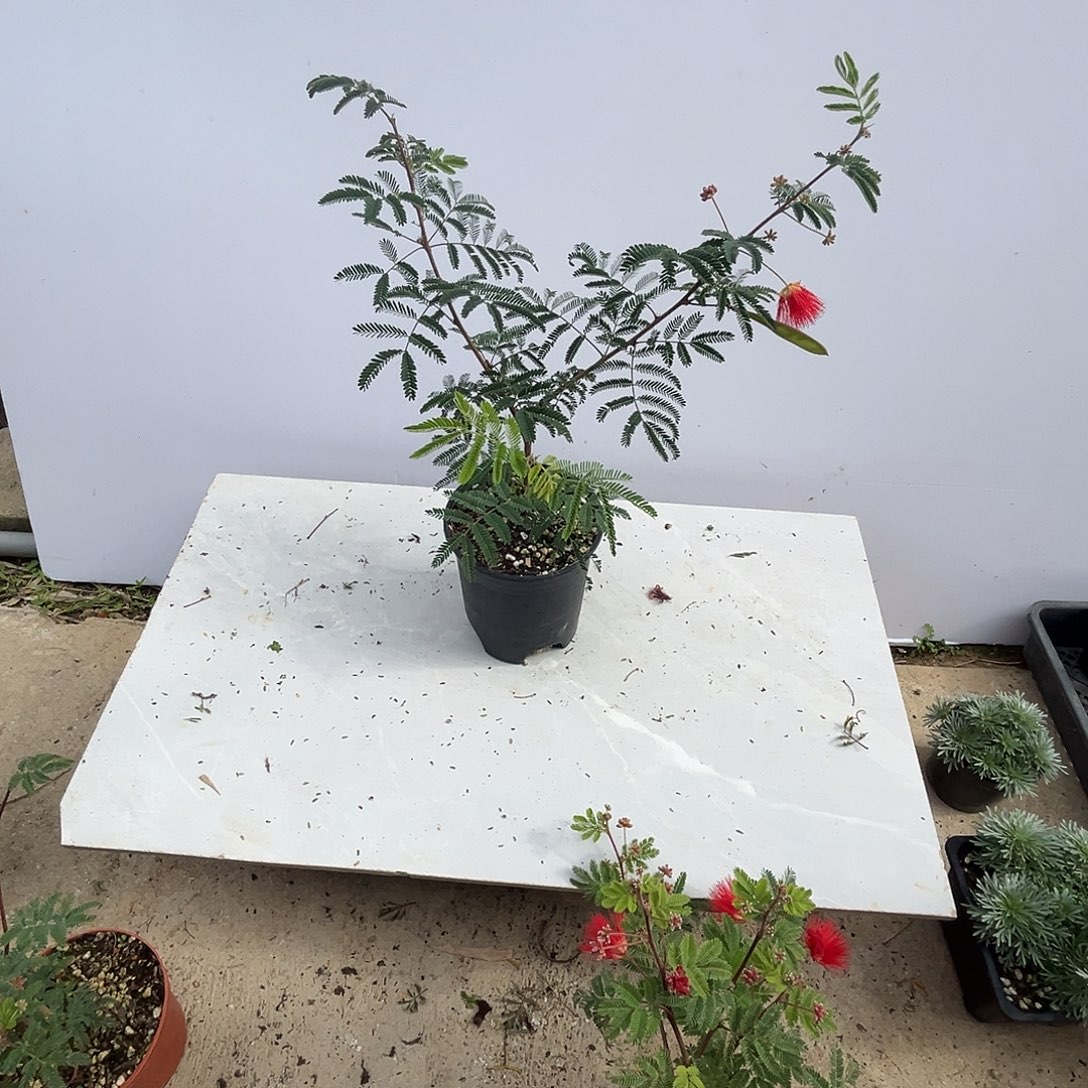 嗨***山当前无花栽培后可以开花