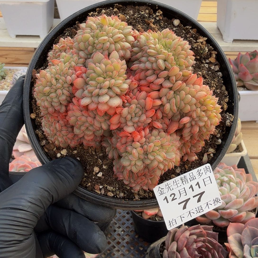 1211-77糖果宝贝缀