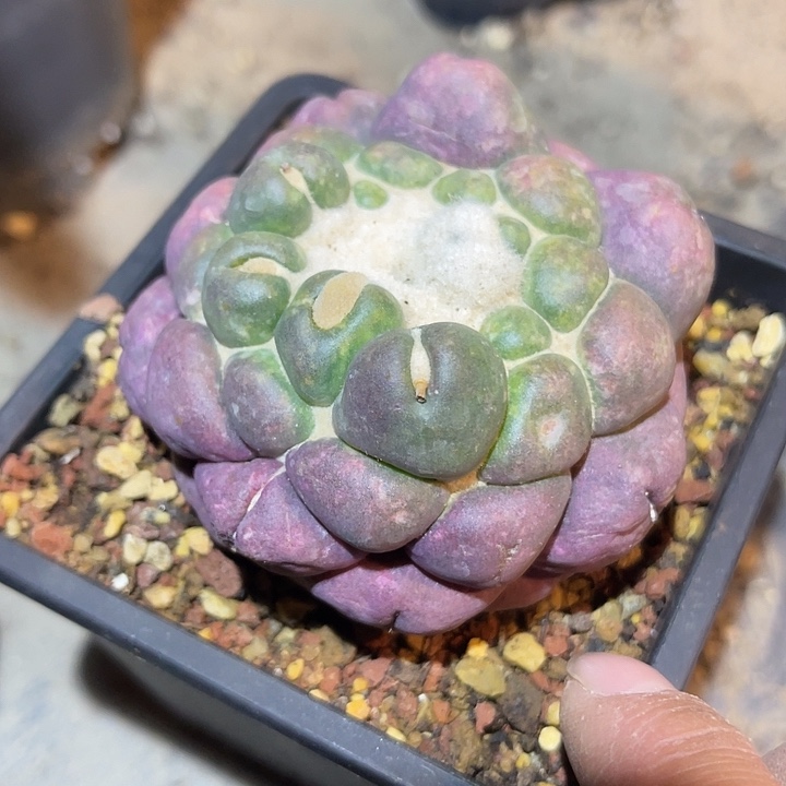 满38包邮2天凑单，脱土晾根发货多肉植物紫皮无刺象牙