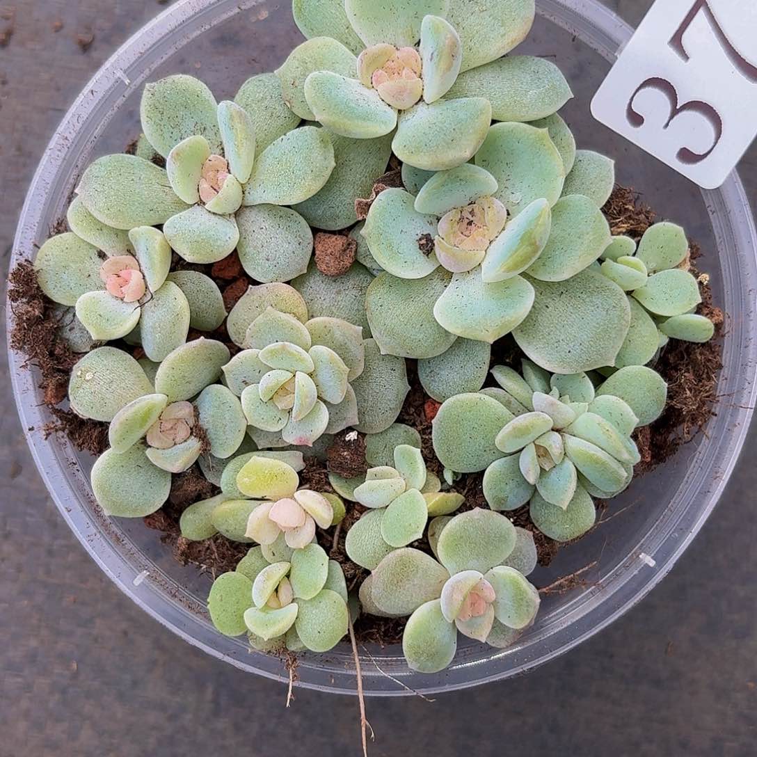 多肉植物多肉植物373