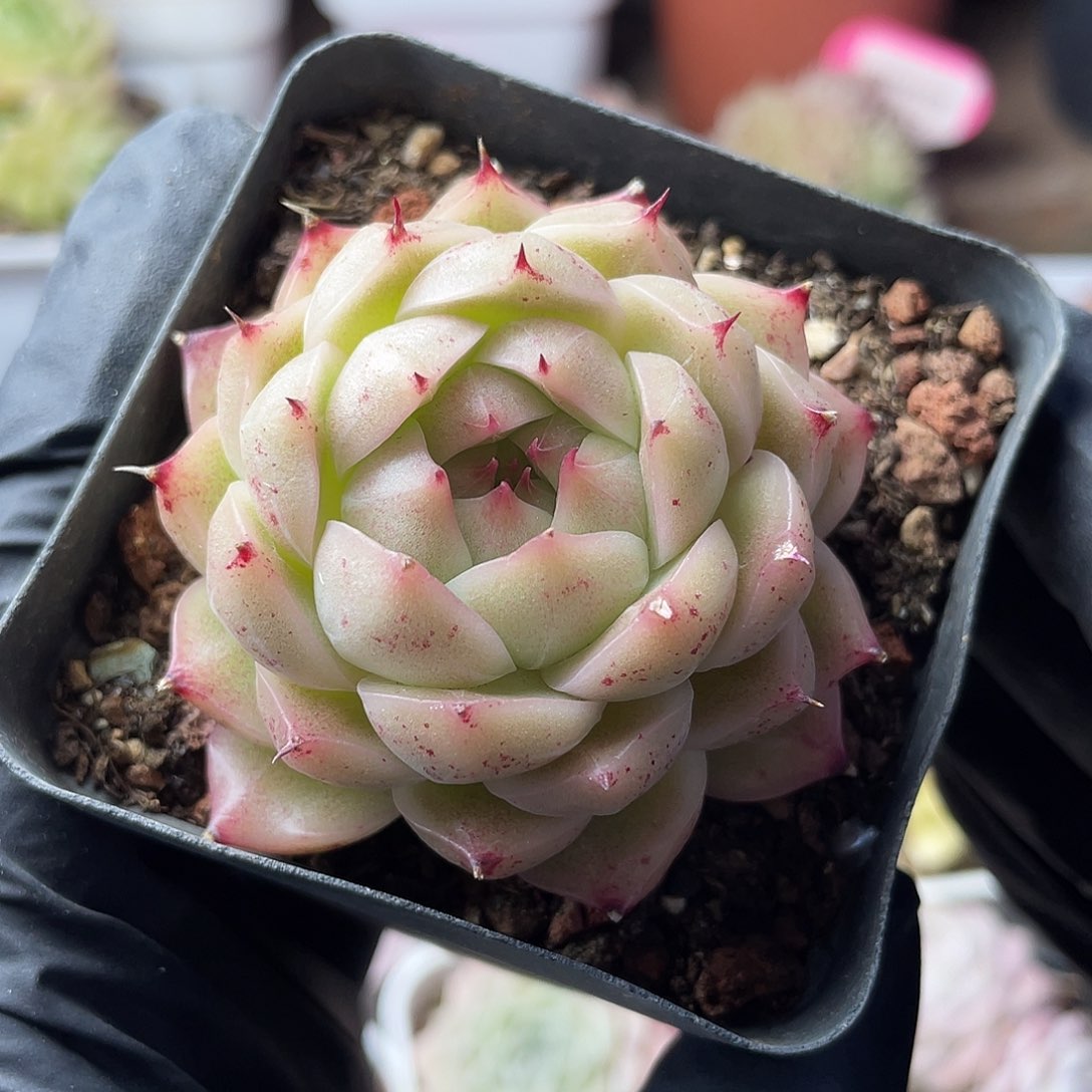 优选麦秆精品1387