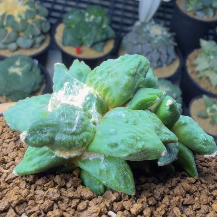 边境老头打老婆家的